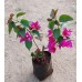 Bougainvillea